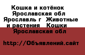 Кошка и котёнок  - Ярославская обл., Ярославль г. Животные и растения » Кошки   . Ярославская обл.